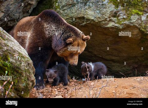 European brown bear cubs hi-res stock photography and images - Alamy