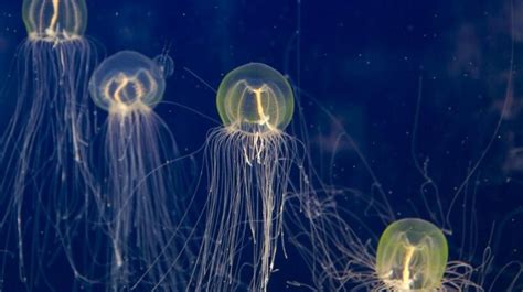 Understanding Jellyfish Eyes: Their Function and Evolution - Tcrascolorado