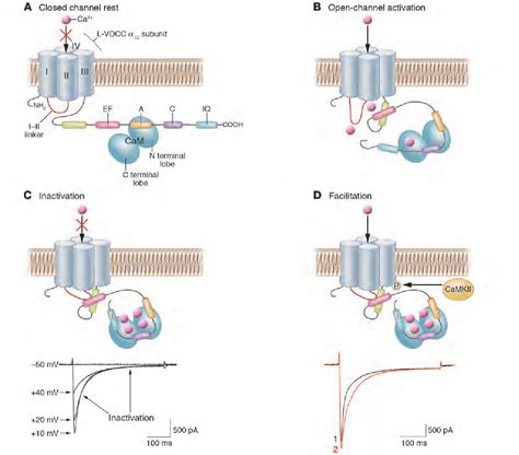 Figure 3 from The L-type calcium channel in the heart: the beat goes on. | Semantic Scholar