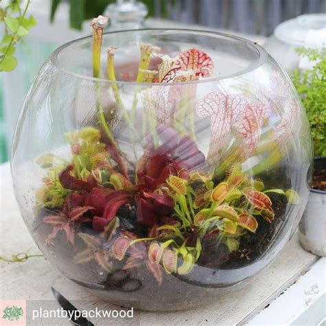 Terrarium Fly Trap, pitcher plant, and bromeliads | Plant in glass, Carnivorous plants, Terrarium