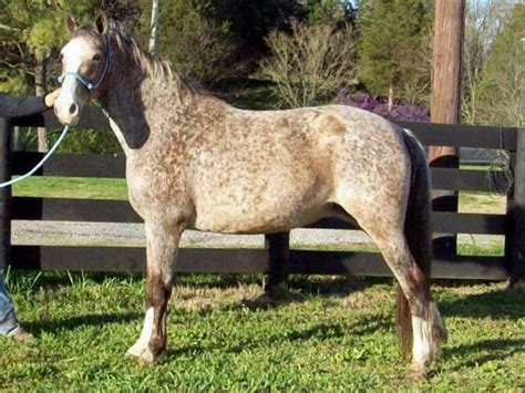 Walkaloosa (Gaited horse with Appaloosa patterning) | Horse breeds ...