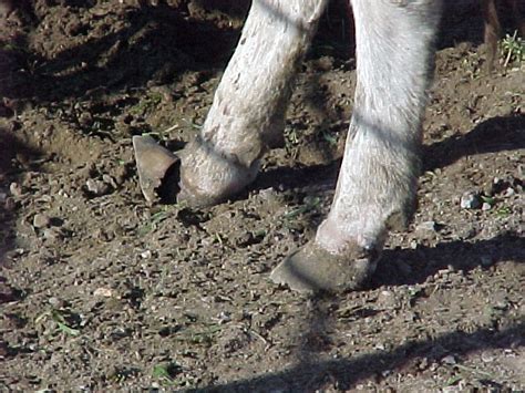 Dealing with the Effects of Fescue Toxicosis | Ohio BEEF Cattle Letter