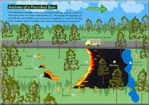 Better forest management won't end wildfires, but it can reduce the risks – here's how