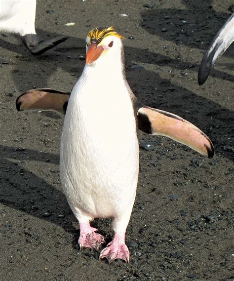 Royal penguin | Antarctic Bird Species | Britannica