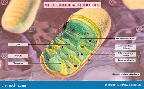 Mitochondria. 3D Illustration of a Mitochondria in the Cell Cytoplasm ...