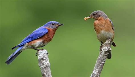 The Bluebird Nest: Eastern Bluebird Nesting & Mating Habits - Daily Birder