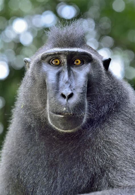 The Celebes Crested Macaque . Close Up Portrait. Crested Black Macaque ...