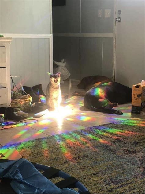 Jack The rainbow cat : r/Bossfight