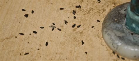 What Do Mouse Droppings Look Like? | ABC Blog