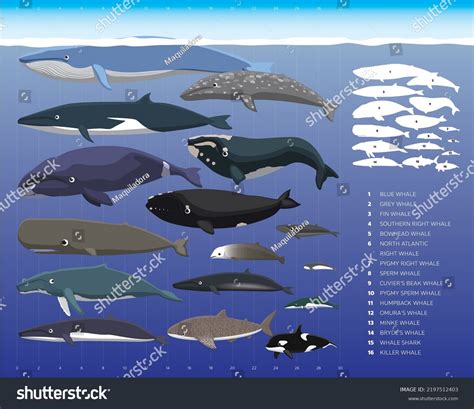 Whale Sizes Comparisons Cartoon Vector Illustration: เวกเตอร์สต็อก (ปลอดค่าลิขสิทธิ์) 2197512403 ...