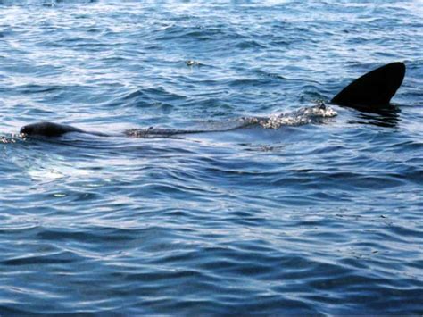 Basking shark (Cetorhinus maximus) - MarLIN - The Marine Life Information Network