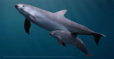 Save the Vaquita Porpoise — Porpoise Conservation Society