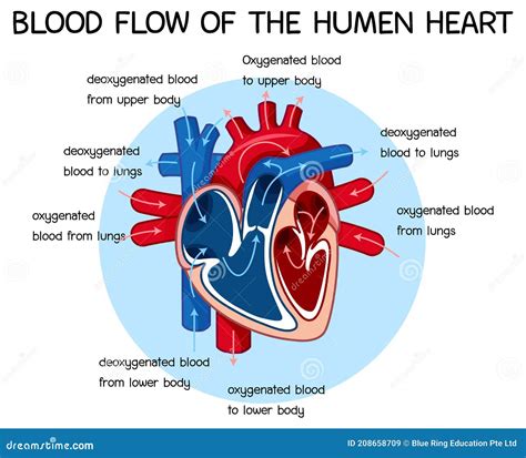 Diagram of Blood Flow of the Human Heart Stock Vector - Illustration of ...