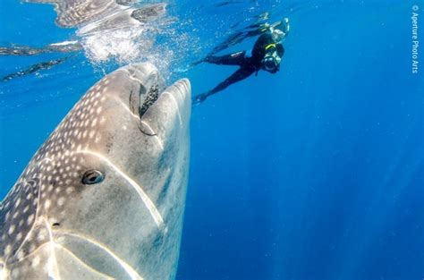 Isla Mujeres and Cenotes, Mexico Whale Sharks - Steve Eilenberg and ...