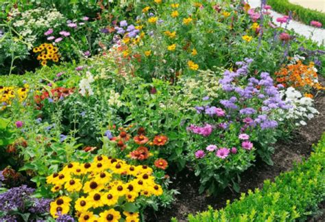 Annual vs Perennial Flowers To Plant This Spring - ExperiGreen