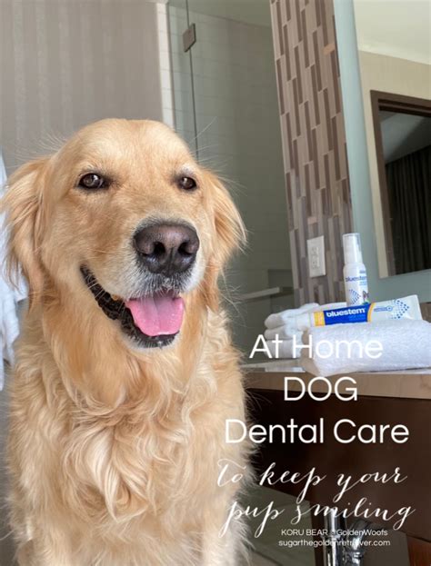 at home dog dental care dog smiling - Golden Woofs