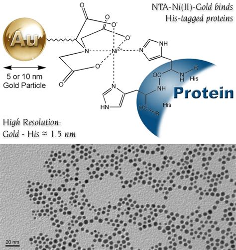 Ni-NTA-Nanogold: His-tag labeling and detection