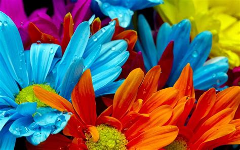 Flowers, nature, bright colors - inspiring . Colorful flowers ...