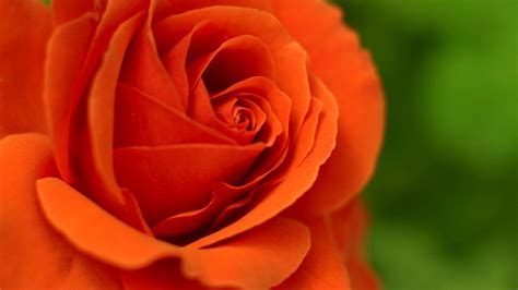 Orange Rose Wallpapers - Wallpaper Cave