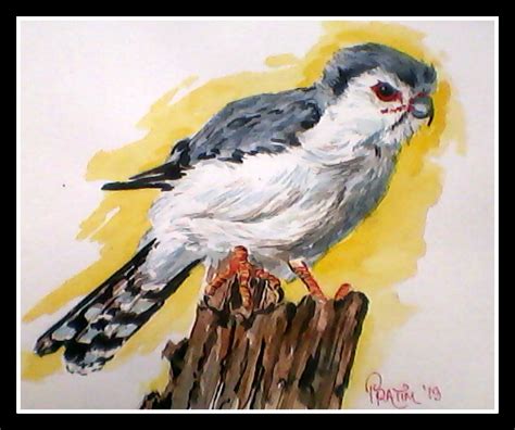 African pygmy Falcon | BirdForum