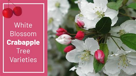 Best White Flowering Crabapple Tree Varieties - EmbraceGardening