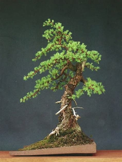 Heavenly Bonsai, an Old Larch, a Tree that Never Gave Up & a Terrific Subtext | Bonsai Bark