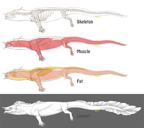 Anatomy of Oorieu 2 by VaraAnn on DeviantArt in 2024 | Anatomy, Muscle ...