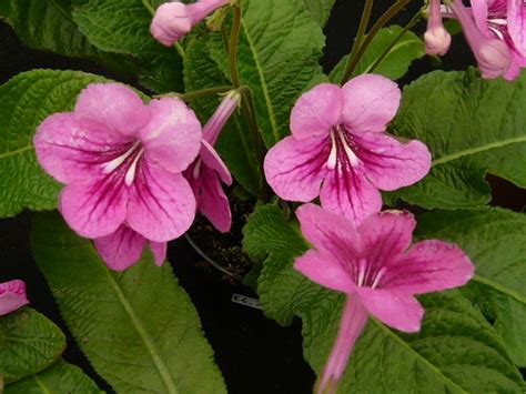 Streptocarpus Care and Propagation Tips | Gardeners Tips