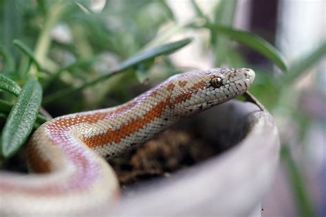 What is mouth rot in snakes and why does it occur? - Vet Help Direct