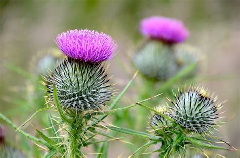 The Meaning of the Scottish Thistle – The Irish Jewelry Company