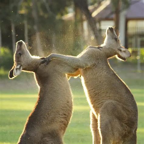 Picturing the Exotic Wildlife of Australia – 12 Pictures - Animal's Look