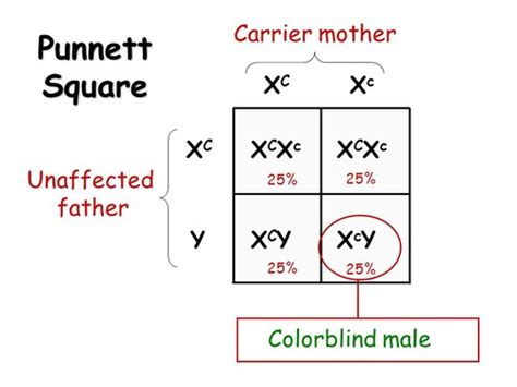 Duchenne Muscular Dystrophy Punnett Square