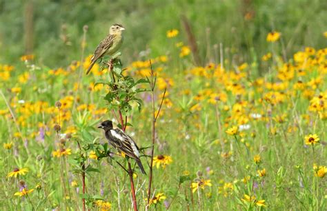 Bobolink nest success – BECO