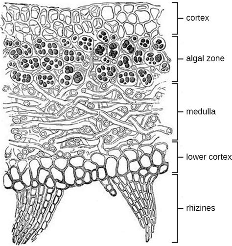 Lichens | Microbiology