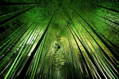 Bamboo Night Photograph by Takeshi Marumoto - Pixels