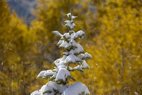 Cypress Hills First Snowfall 5182404 Stock Photo at Vecteezy