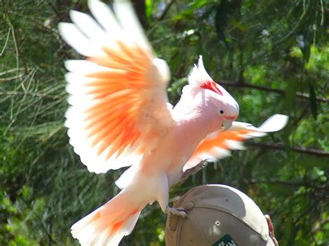 Pink Cockatoo, Parrots in Paradise ~ Bar Paly