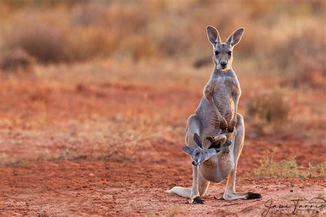 An joey pokes its nose out and hangs out from the mother's pouch, red ...