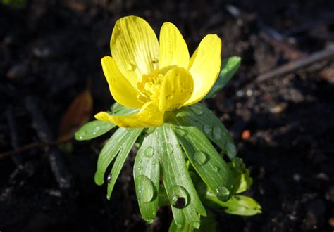 Urban Pollinators: Early spring flowers for pollinators