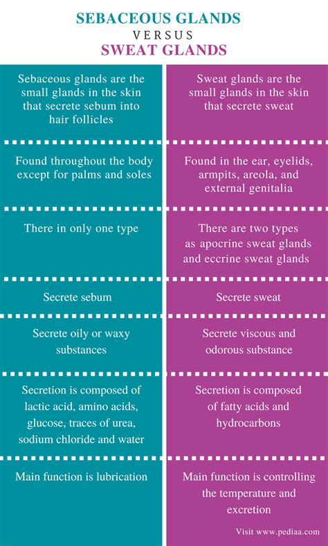 Difference Between Sebaceous Glands and Sweat Glands | Definition ...