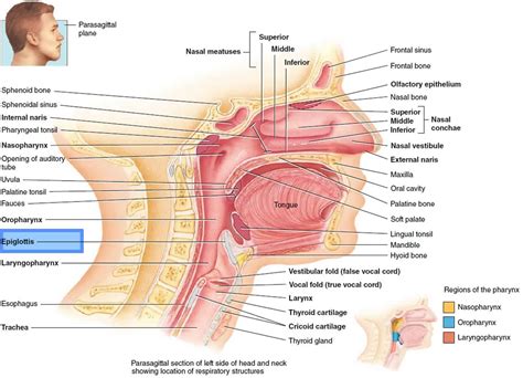 Epiglottis anatomy, location, function and epiglottis infection