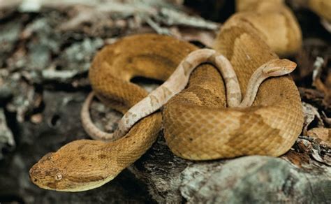 Kingdom of Golden Lancehead : Dangerous Snake Island Ilha da Queimada ...