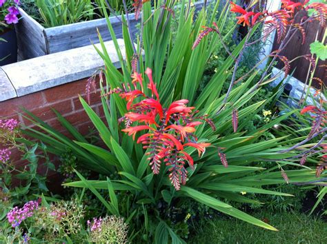 Crocosmia Lucifer!! Beautiful | Crocosmia lucifer, Crocosmia, Plants