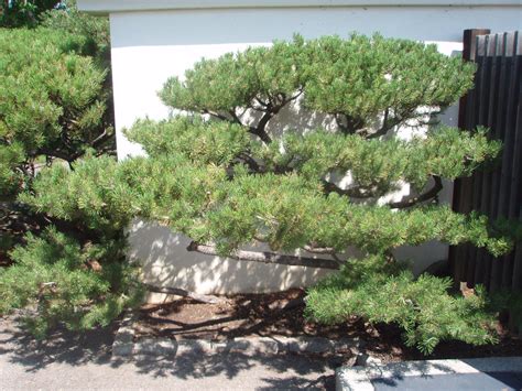 Niwaki - pruned mugo pine | Asian garden, Japanese tree, Trees to plant