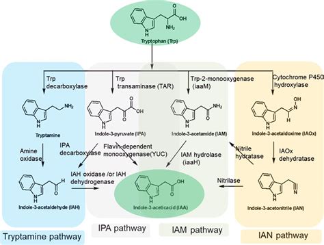 Engineering Auxin Pathways for Flexible and Simple One-Pot Biosynthesis