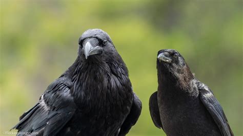 Crow vs Raven | Learn to Identify the American Crow and the Common ...