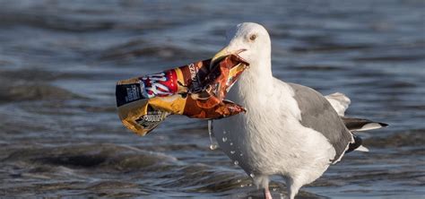 Great Pacific Garbage Patch Birds