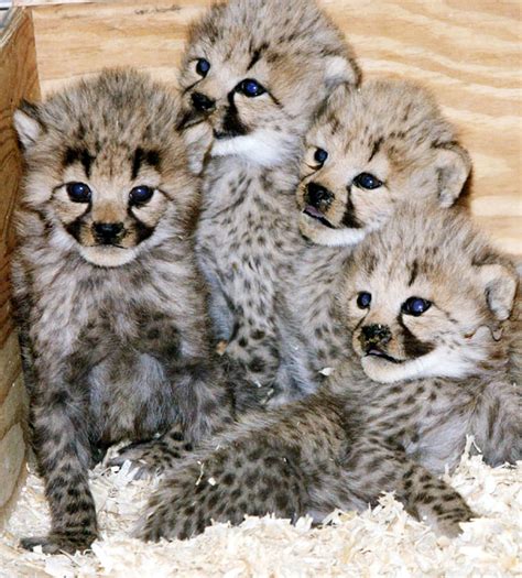 National Zoo puts cheetah cubs online