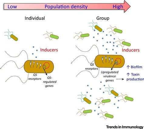 Rethinking Communication in the Immune System: The Quorum Sensing Concept: Trends in Immunology