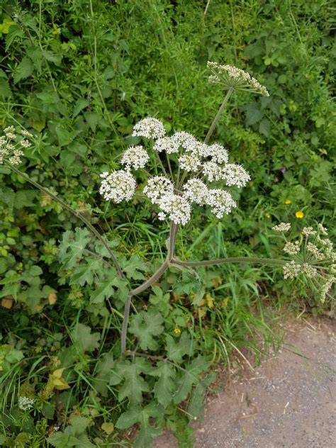 Is this a Hemlock plant? : r/whatsthisplant